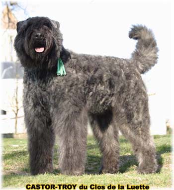 bouvier des flandres du clos de la luette - copyright d&eacute;pos&eacute;